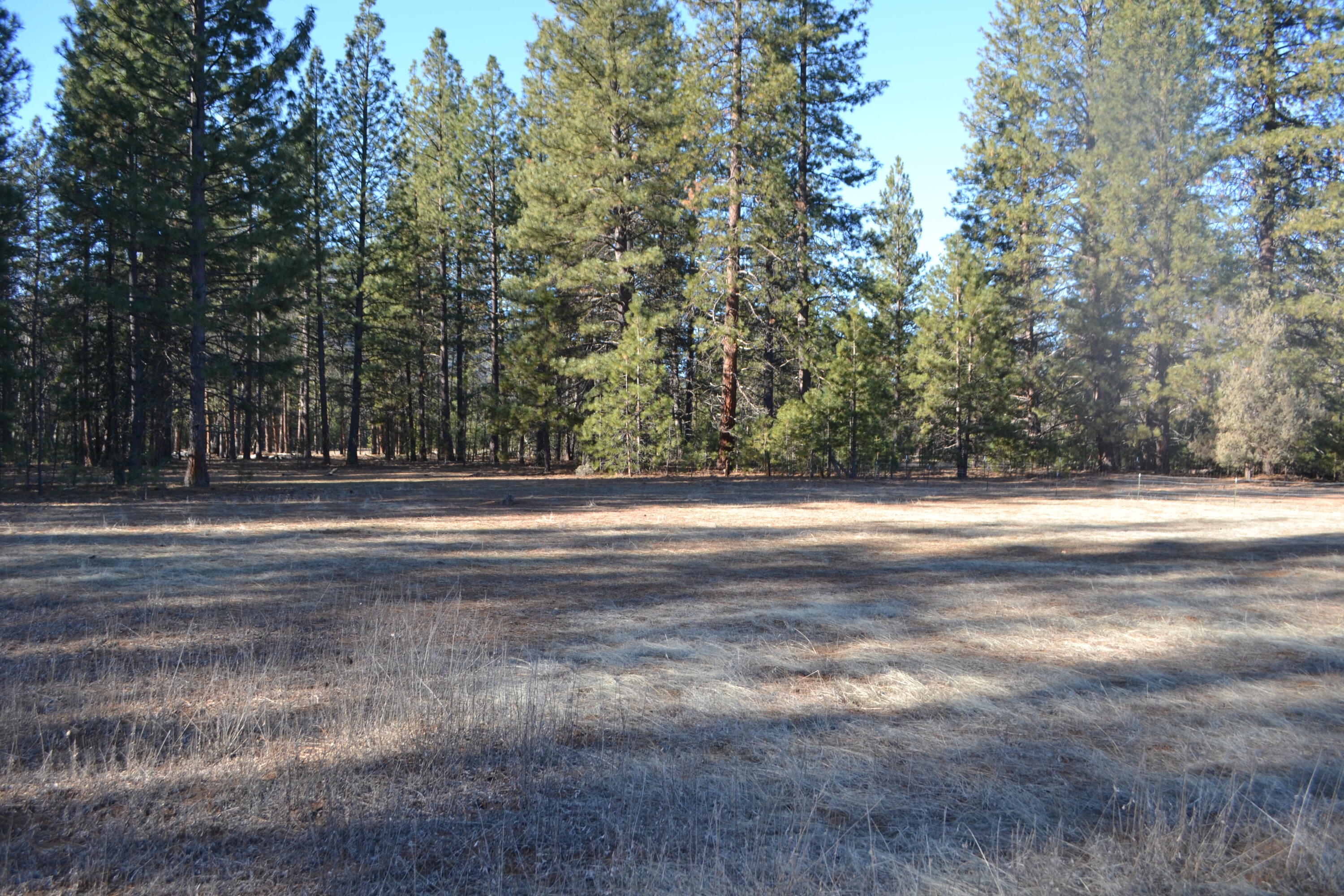 Soldier Mountain Road Fall River Mills, CA 96028 - Photo 10 of 12 a view of outdoor space with trees