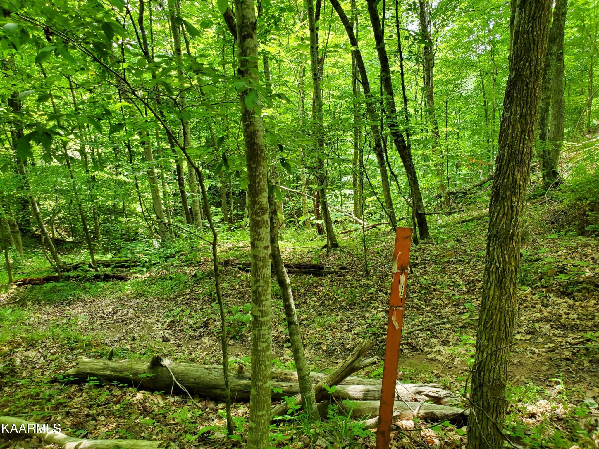 0 Lick Branch Road New Tazewell, TN 37825 - Photo 13 of 24 Gallery Image 13