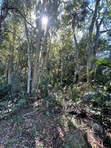 a view of a forest with trees