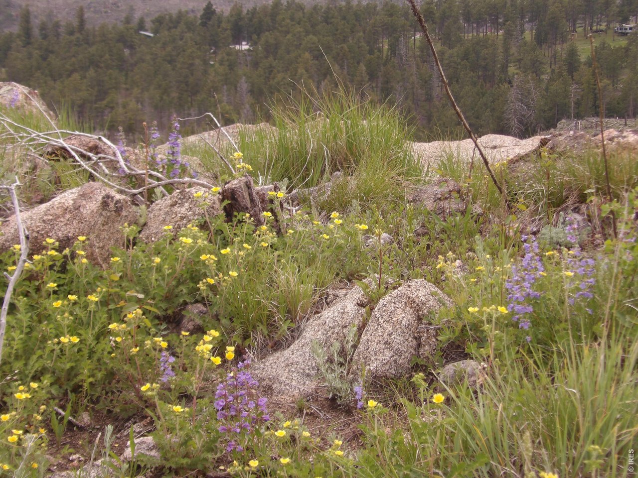 3434 Davis Ranch Road Bellvue, CO 80512 - Photo 24 of 30