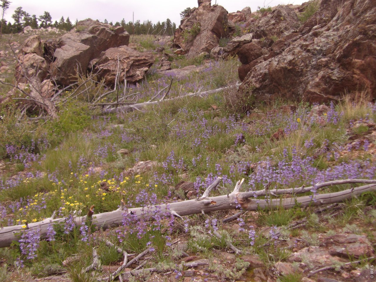 3434 Davis Ranch Road Bellvue, CO 80512 - Photo 25 of 30