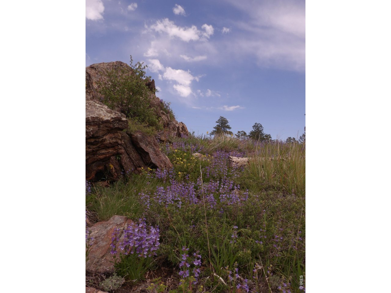 3434 Davis Ranch Road Bellvue, CO 80512 - Photo 28 of 30