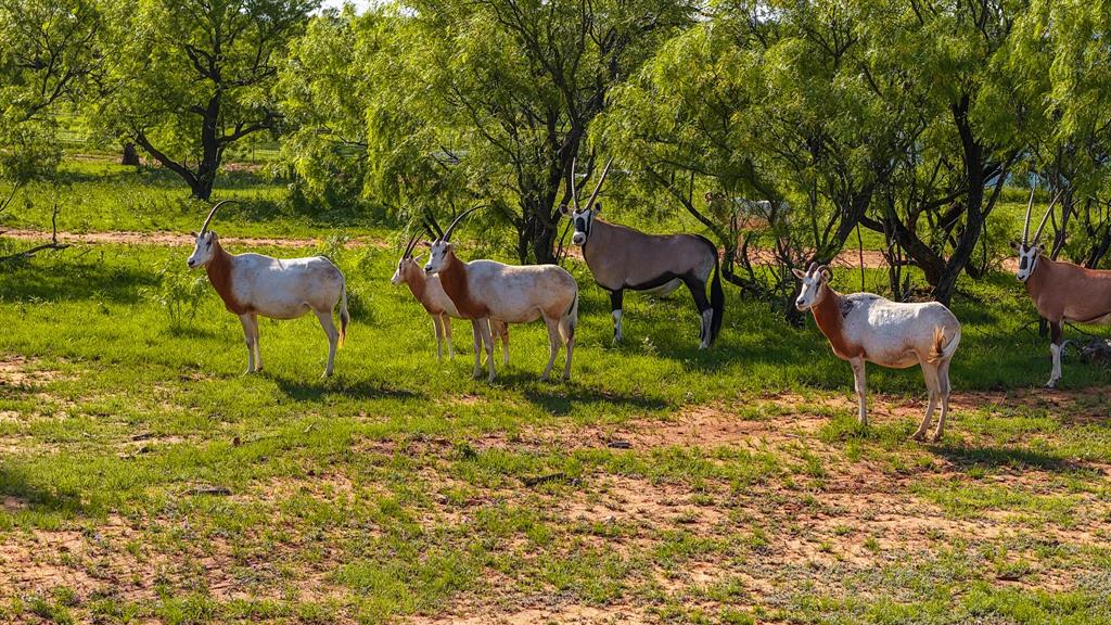 10000 Fm 209 Graham, TX 76450 - Photo 6 of 40