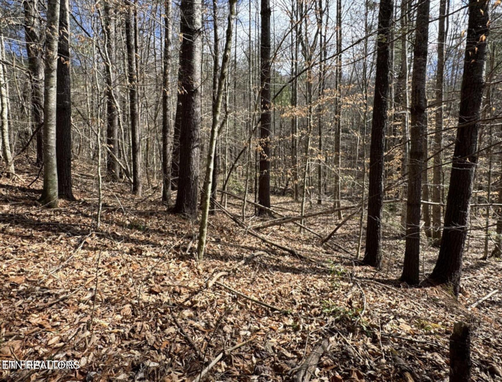 Cougar Trail Trail, Unit 18 Del Rio, TN 37727 - Photo 5 of 7 IMG_9883