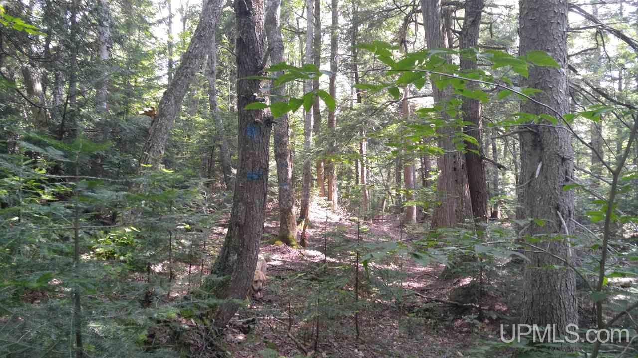 33-acres Sigar Camp Road Seney, MI 49883 - Photo 10 of 22