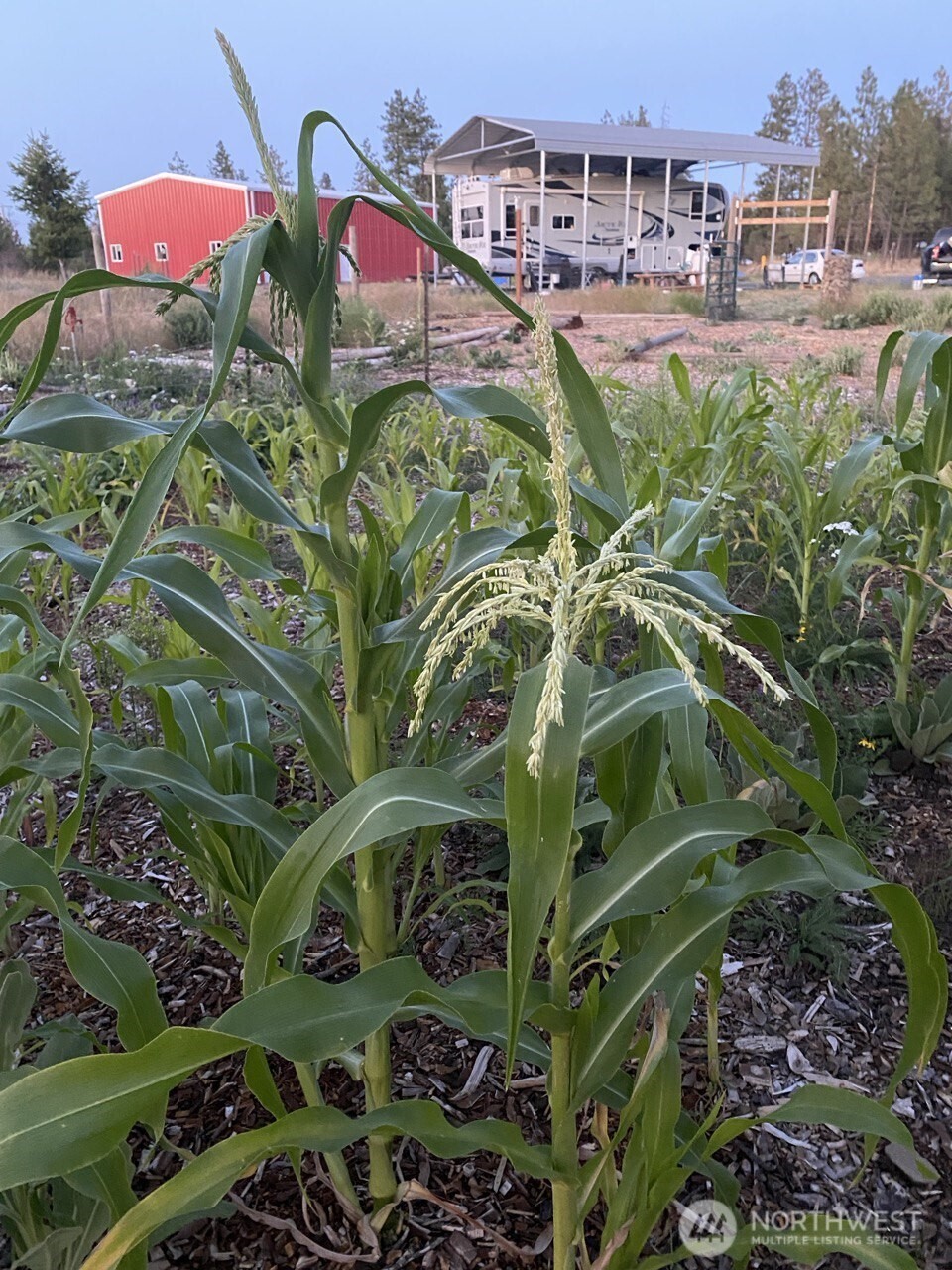 35000 Miles Creston Road North Creston, WA 99117 - Photo 15 of 26 a view of a backyard