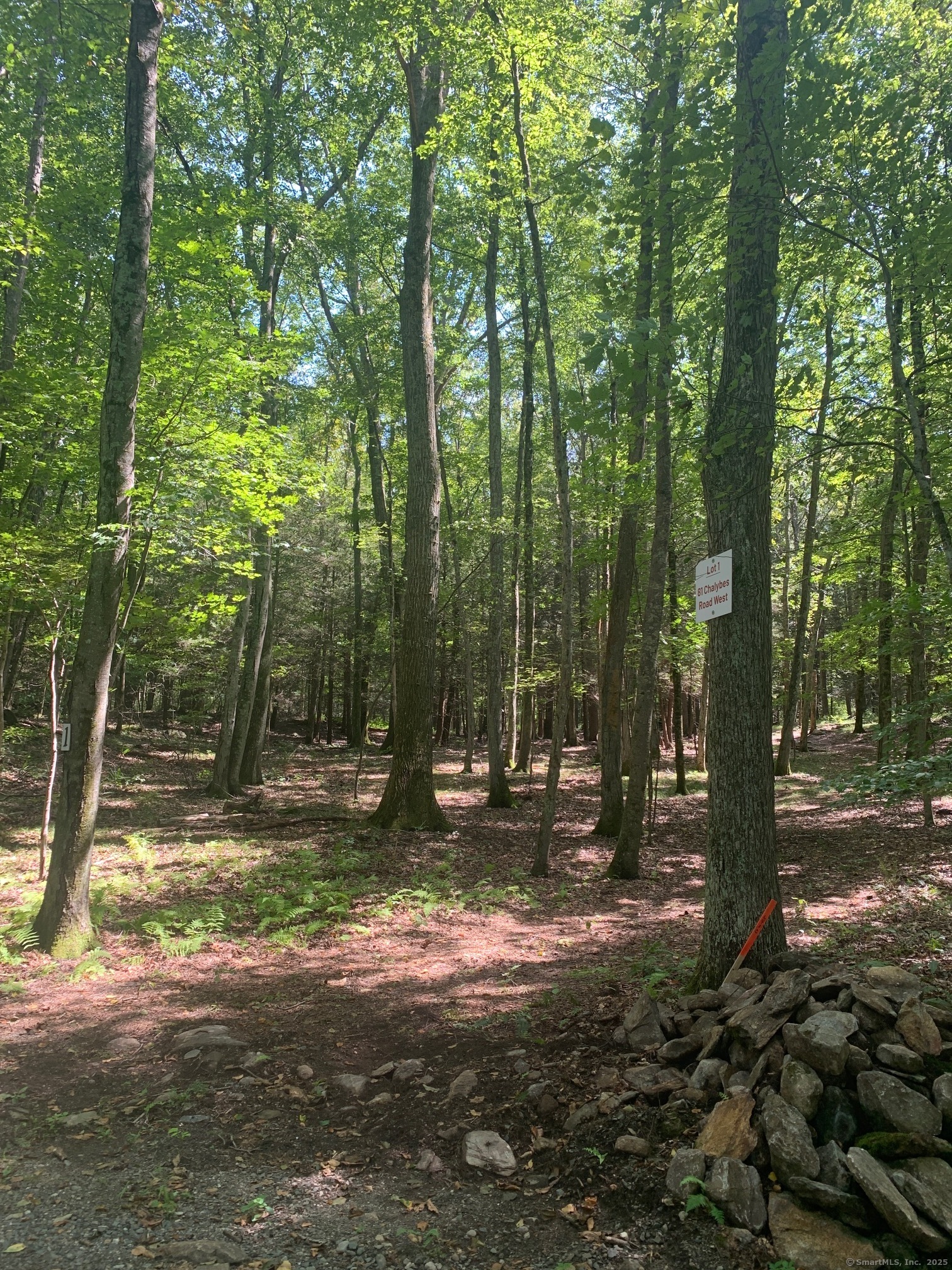 Lot 1 Chalybes Road West Roxbury, CT 06783 - Photo 21 of 22 a view of a tree in the middle of a forest