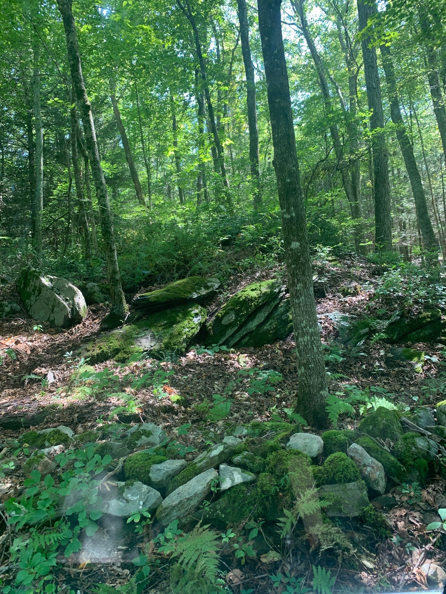 Lot 1 Chalybes Road West Roxbury, CT 06783 - Photo 22 of 22 a view of a lush green forest
