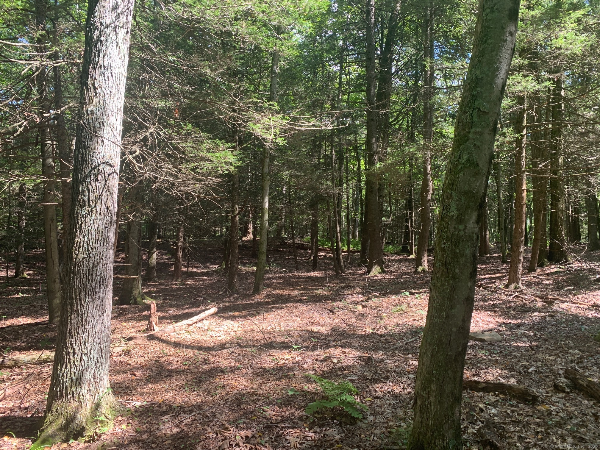 Lot 1 Chalybes Road West Roxbury, CT 06783 - Photo 4 of 22 a view of a tree in the middle of a yard