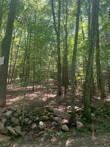 a view of a forest with trees