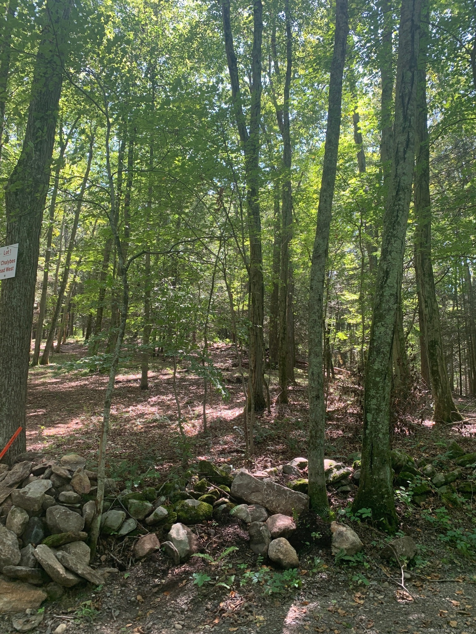 Lot 1 Chalybes Road West Roxbury, CT 06783 - Photo 8 of 22 a view of a forest with trees