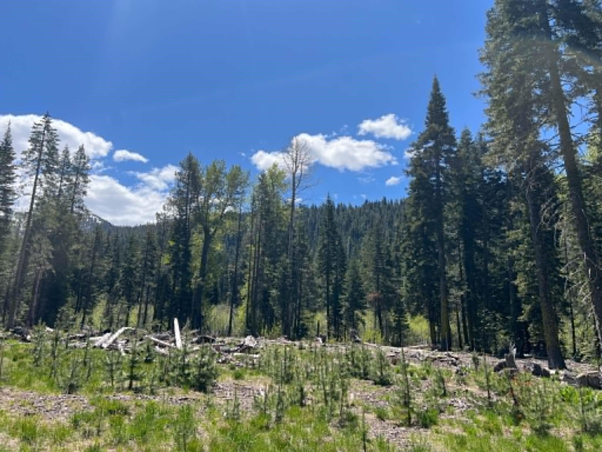 0 Logging Road Shingletown, CA 96088 - Photo 28 of 32