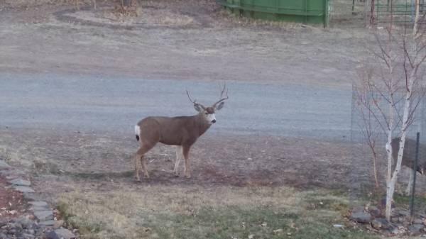 669-105 Susanville Road Adin, CA 96006 - Photo 19 of 53 nice buck!