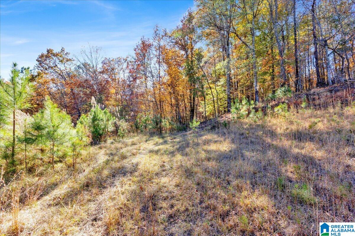 0 Hammock Road Trussville, AL 35173 - Photo 17 of 31