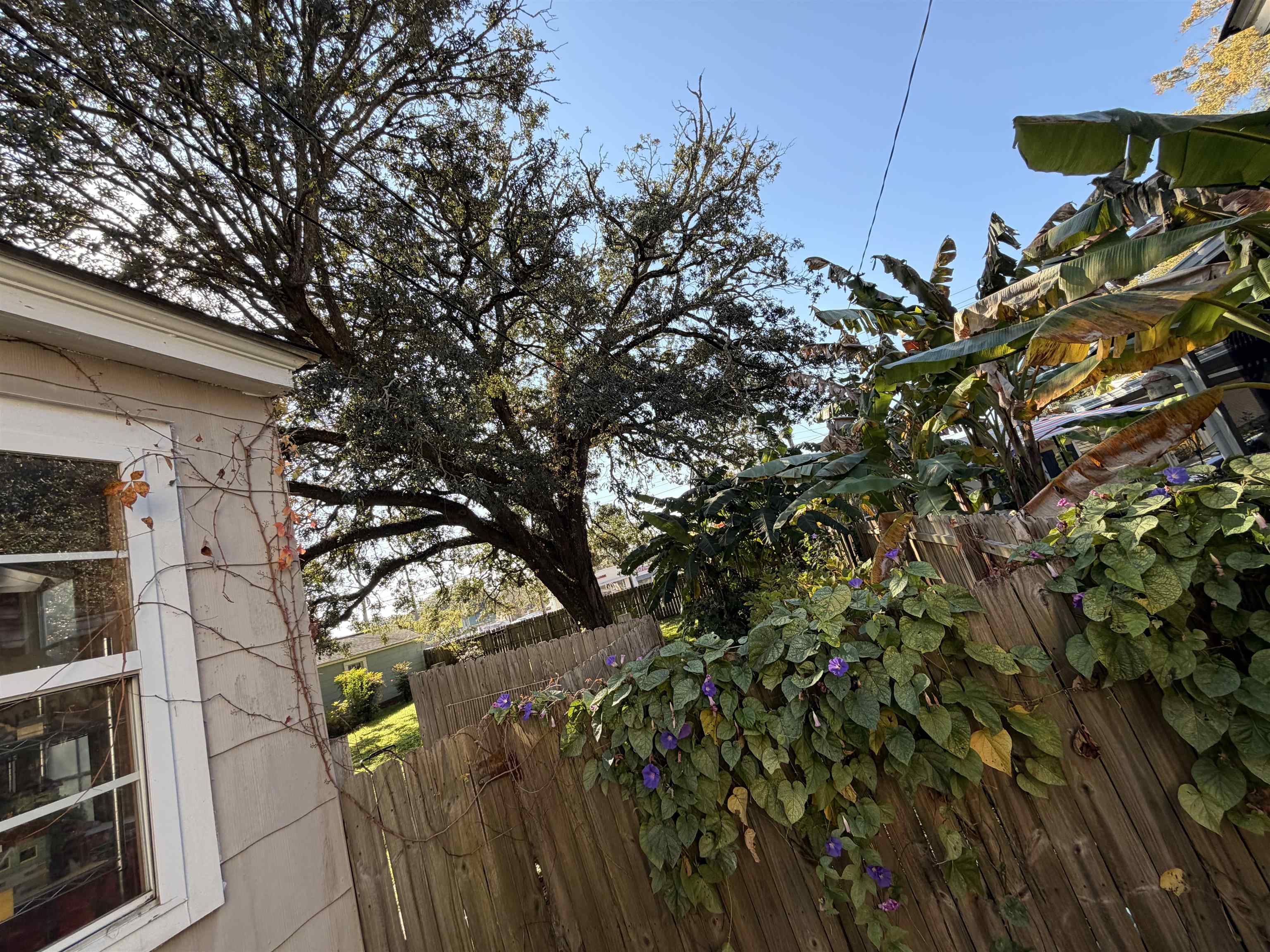1111 Palmetto Street Georgetown, SC 29440 - Photo 9 of 36 View of fenced backyard