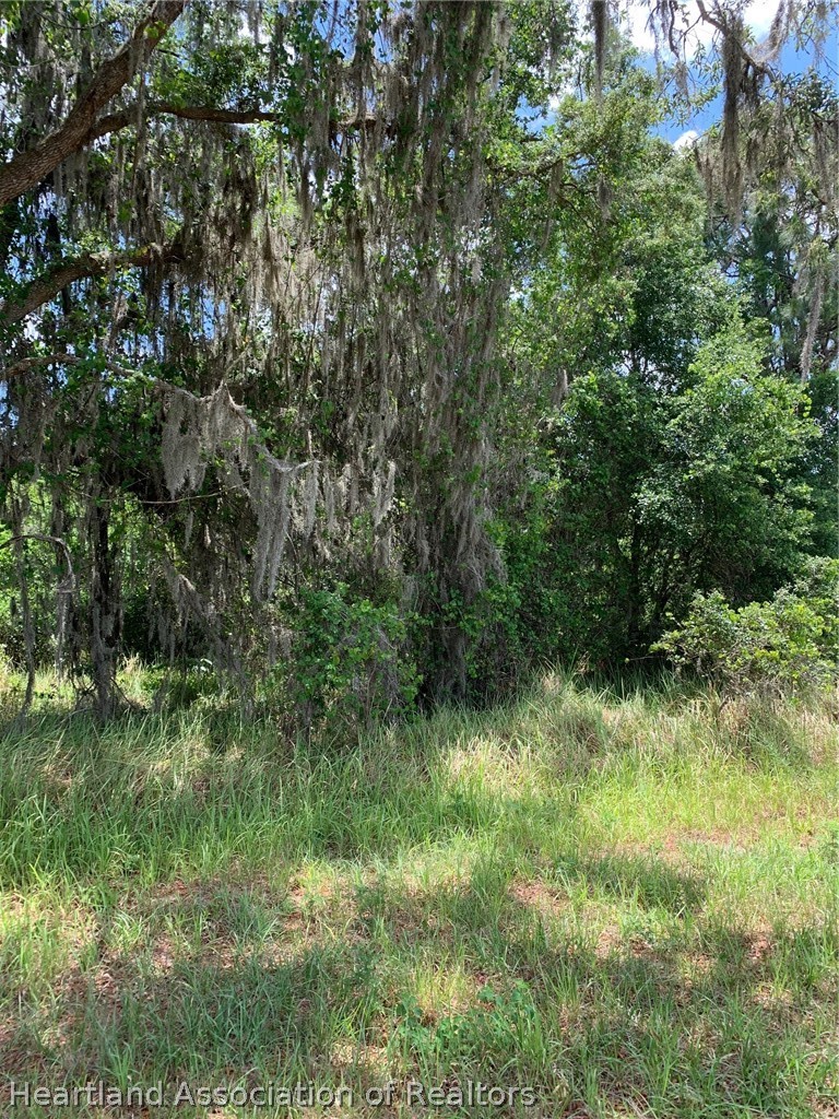 3485 West County Line Road Avon Park, FL 33825 - Photo 1 of 9 a view of a lush green forest