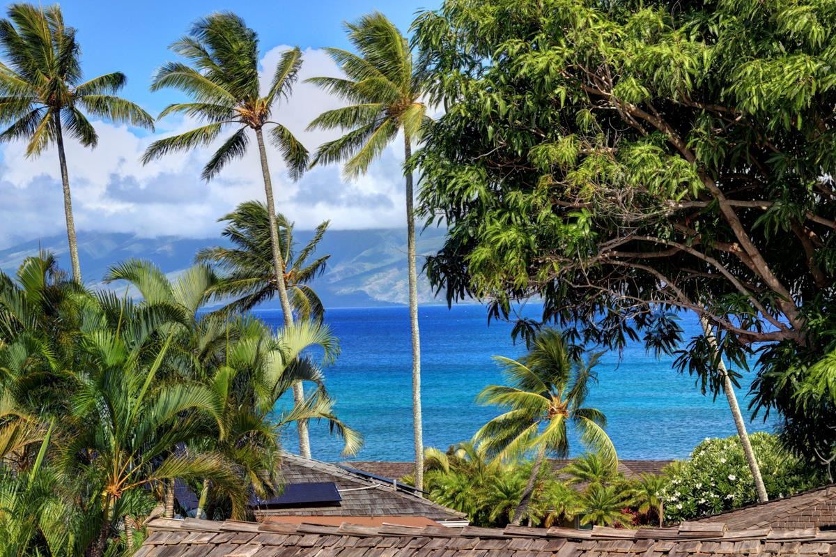 a view of a palm trees
