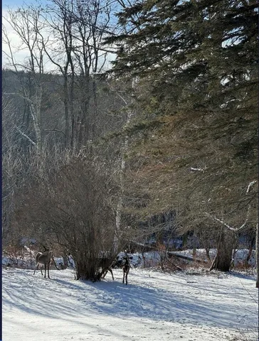 $8,495 | 170 Maplecrest Road, Windham, NY 12439