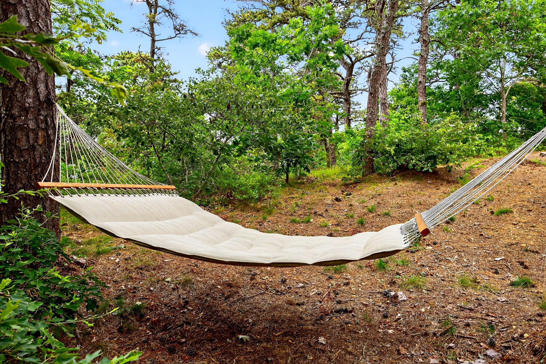 46 Hiram Hill Road Wellfleet, MA 02667 - Photo 27 of 36 a view of a dry yard with large trees