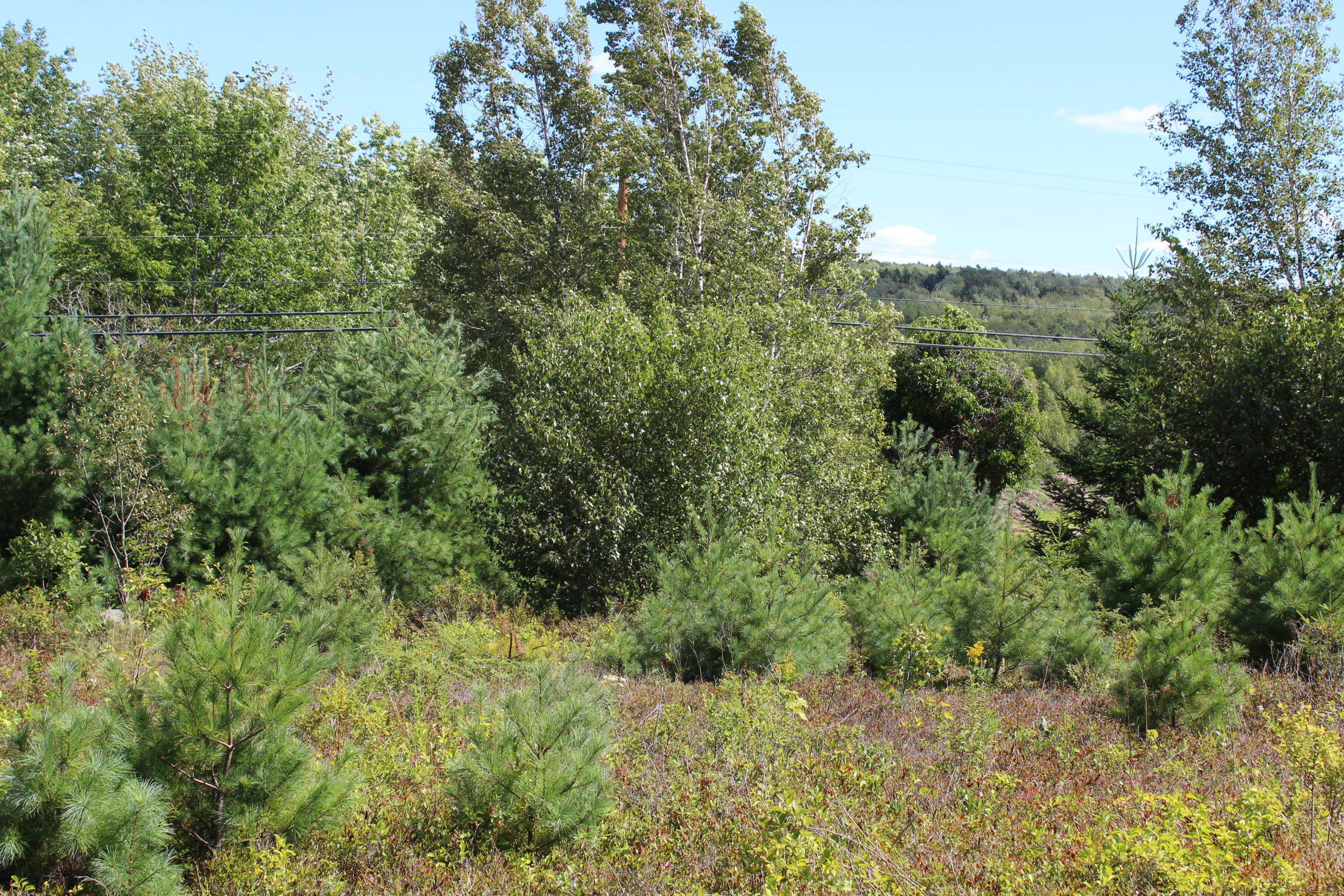 0 North Sedgwick Road Sedgwick, ME 04676 - Photo 7 of 12 IMG_3576