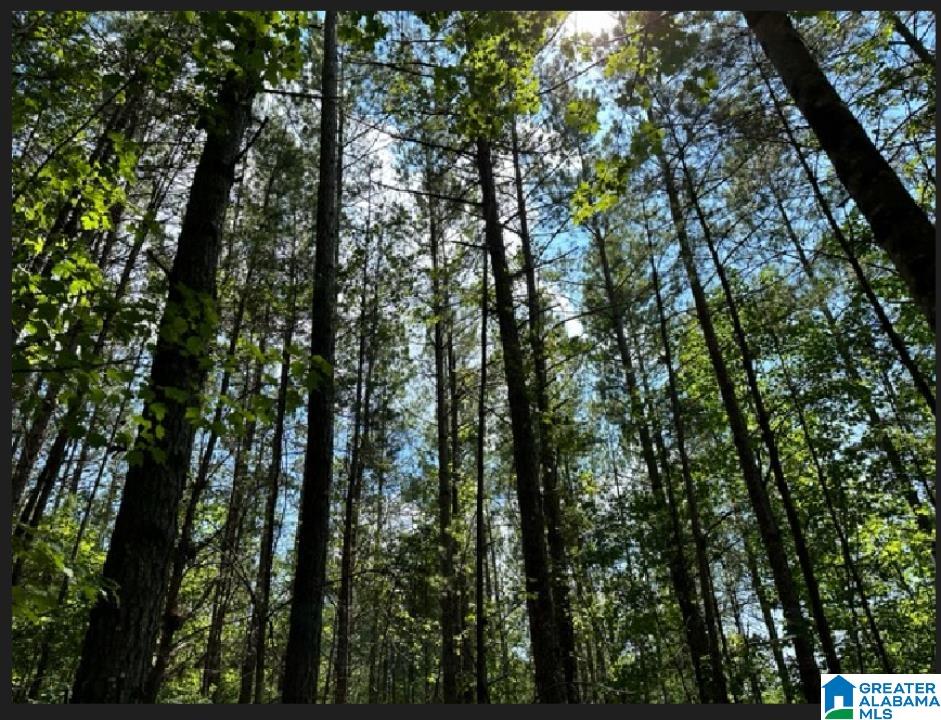0 County Road 224, Unit 1 Fruithurst, AL 36262 - Photo 5 of 13