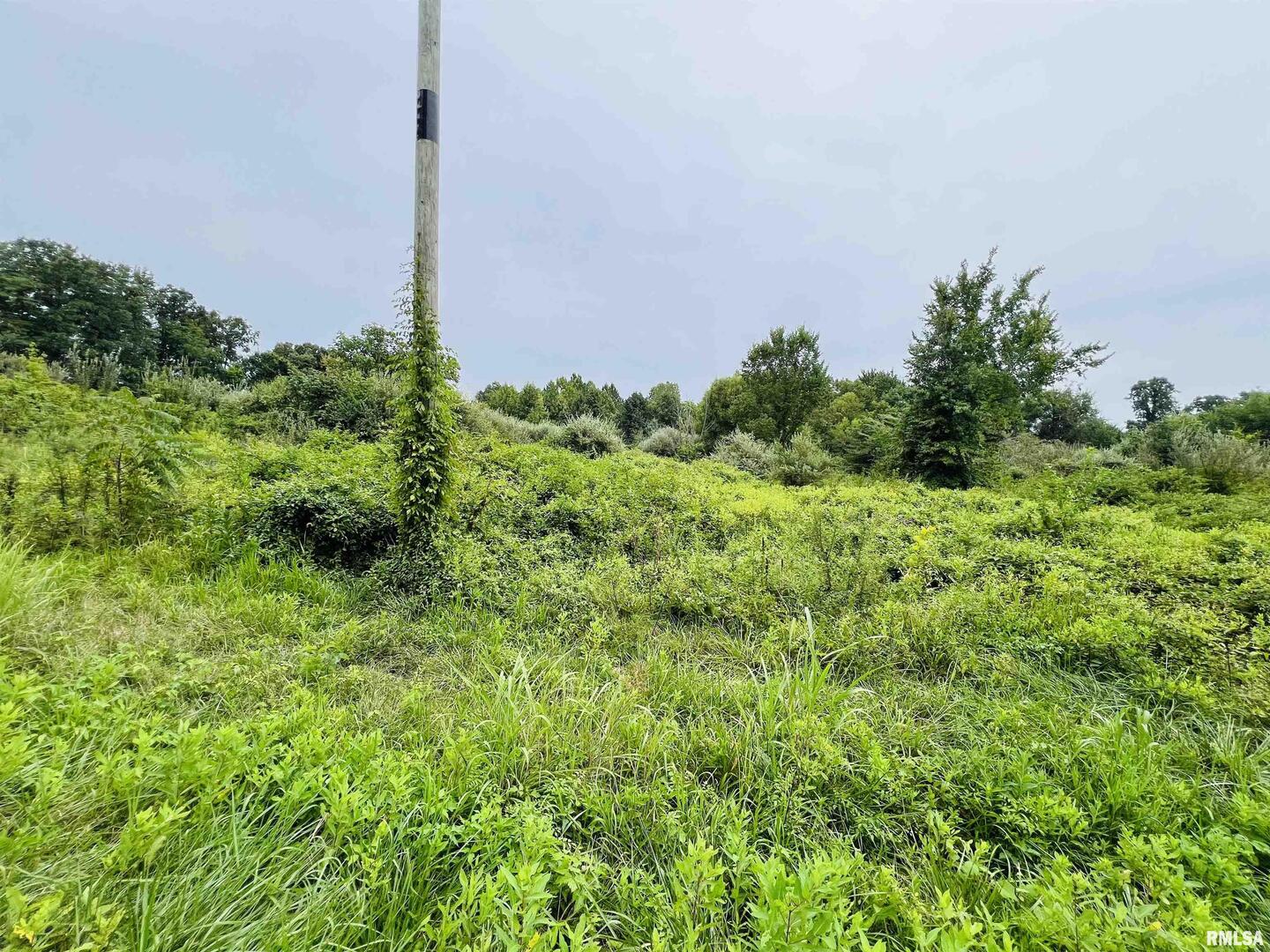 0 South County Line Road West Frankfort, IL 62896 - Photo 9 of 12 a view of a garden with a tree in front of it