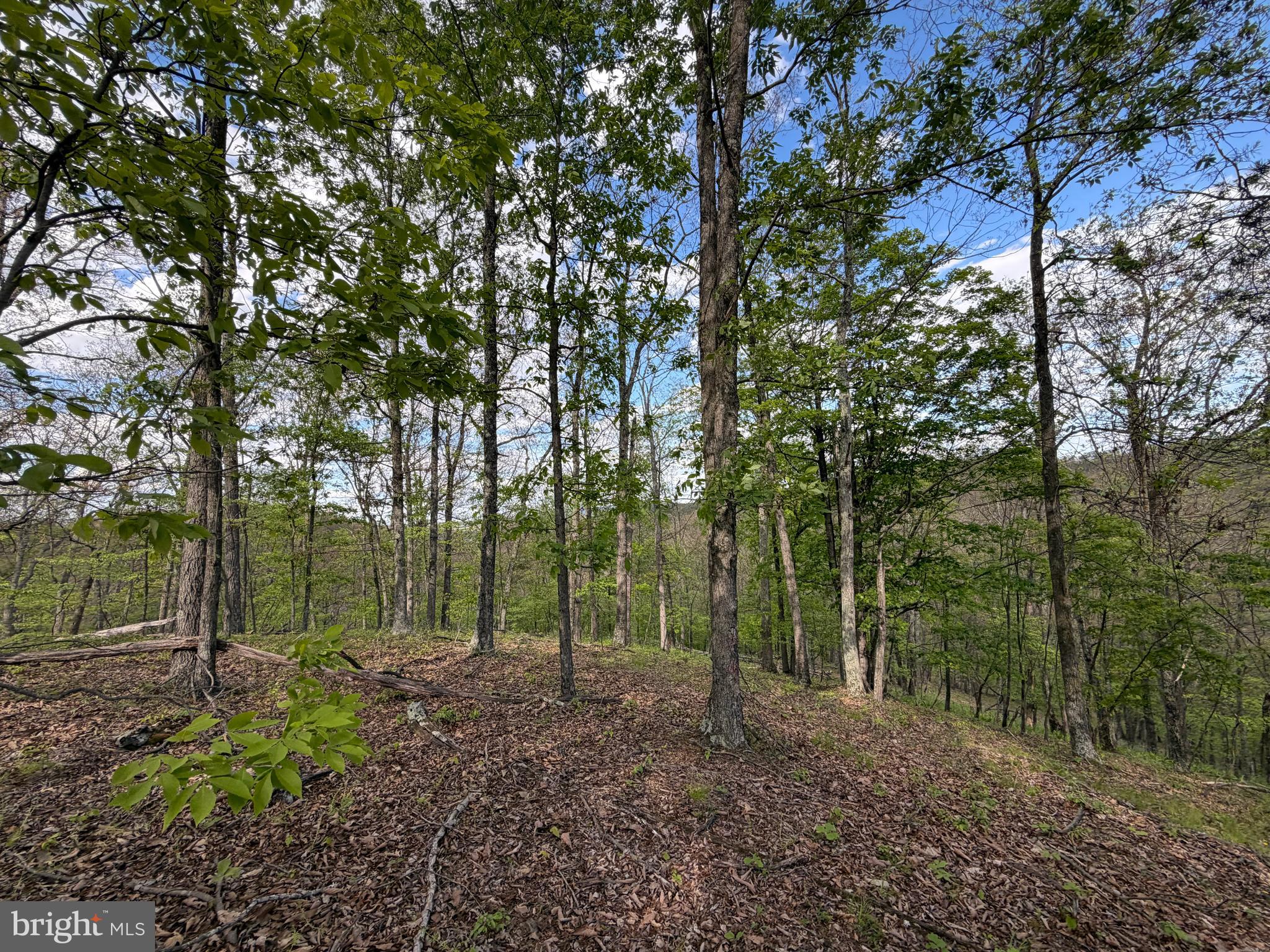 Green Ridge Dr Green Spring Springfield, WV 26763 - Photo 18 of 36