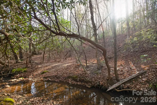 a view of a forest filled with trees
