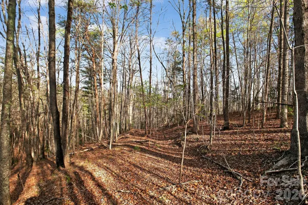 a view of empty tree