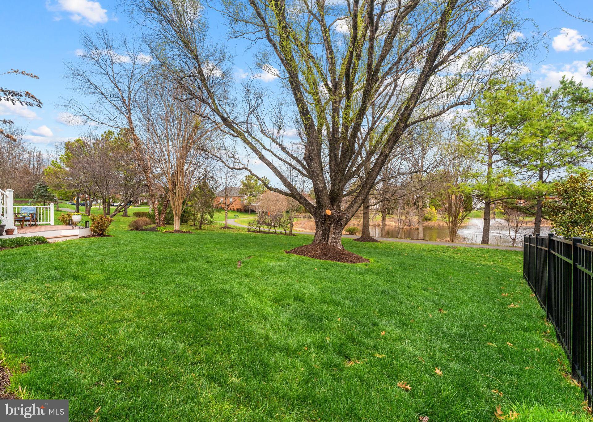 6913 Bitterroot Court Gainesville, VA 20155 - Photo 48 of 56 Beautiful curly willow tree