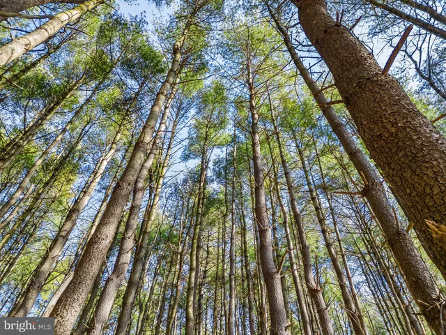a view of a garden with a tree