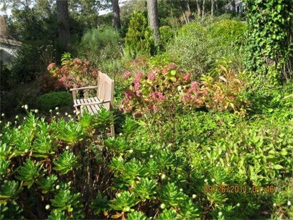 327 Mayfair Road Yarmouth, MA 02675 - Photo 7 of 29 a view of a garden with a tree