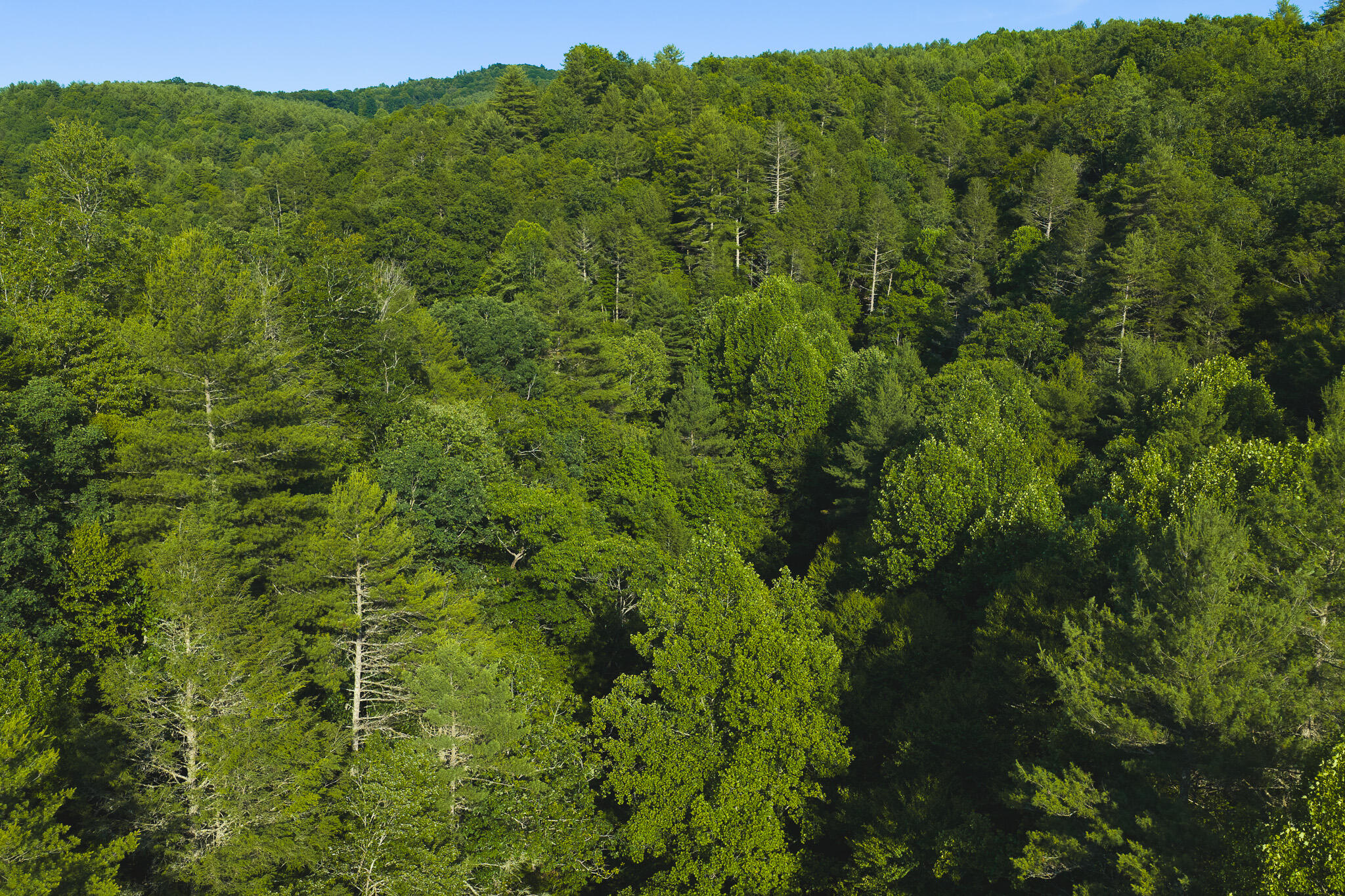 Tbd Sawmill Hill Road Northwest Willis, VA 24380 - Photo 6 of 40 a view of a lush green forest with a street