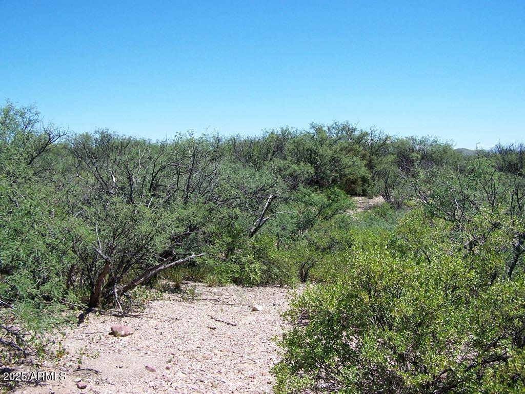 Tbd East Lincoln Road Huachuca City, AZ 85616 - Photo 11 of 17 a view of a dry yard with trees in the background