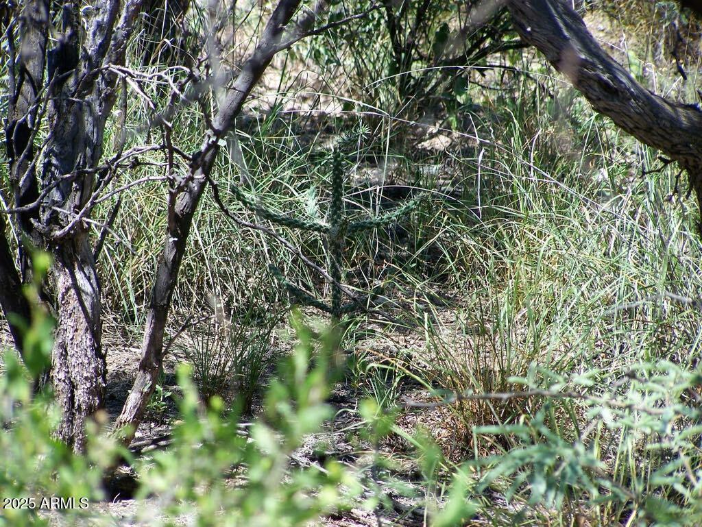 Tbd East Lincoln Road Huachuca City, AZ 85616 - Photo 14 of 17 a backyard of a house with lots of green space