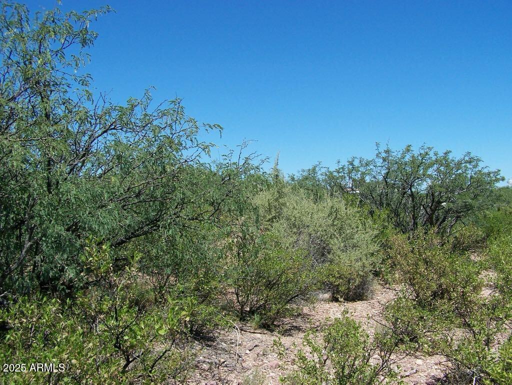Tbd East Lincoln Road Huachuca City, AZ 85616 - Photo 16 of 17 a view of a forest with a tree