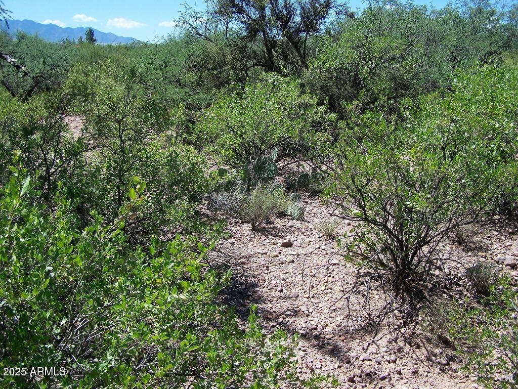 Tbd East Lincoln Road Huachuca City, AZ 85616 - Photo 17 of 17 a view of a forest with plants and large trees