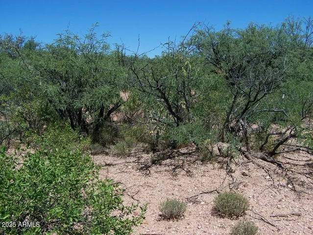 a view of a forest with trees in the background