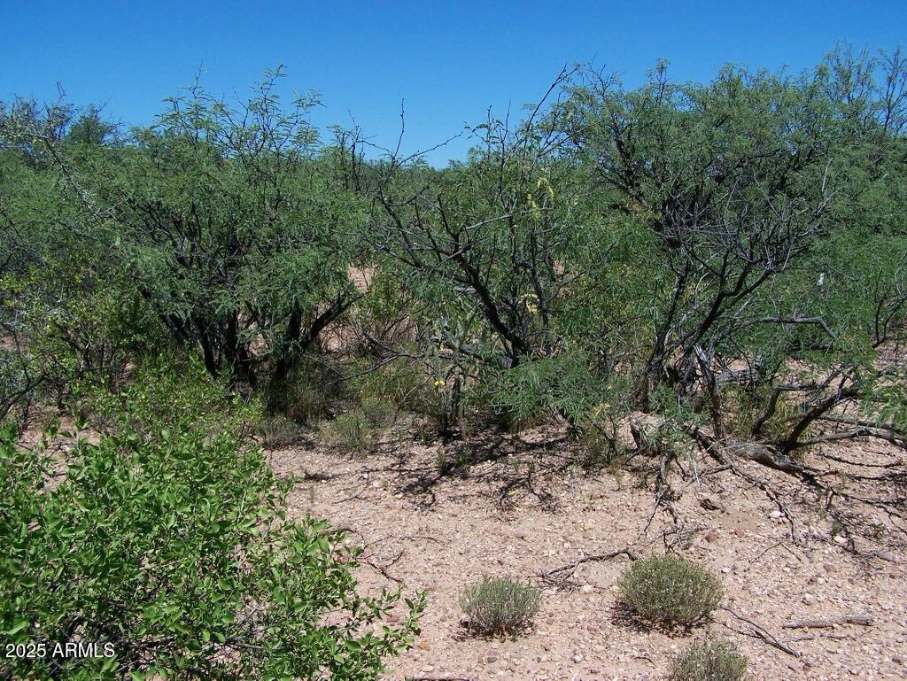 Tbd East Lincoln Road Huachuca City, AZ 85616 - Photo 4 of 17 a view of a forest with trees in the background