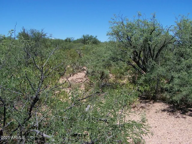 a view of a forest with a tree in the background