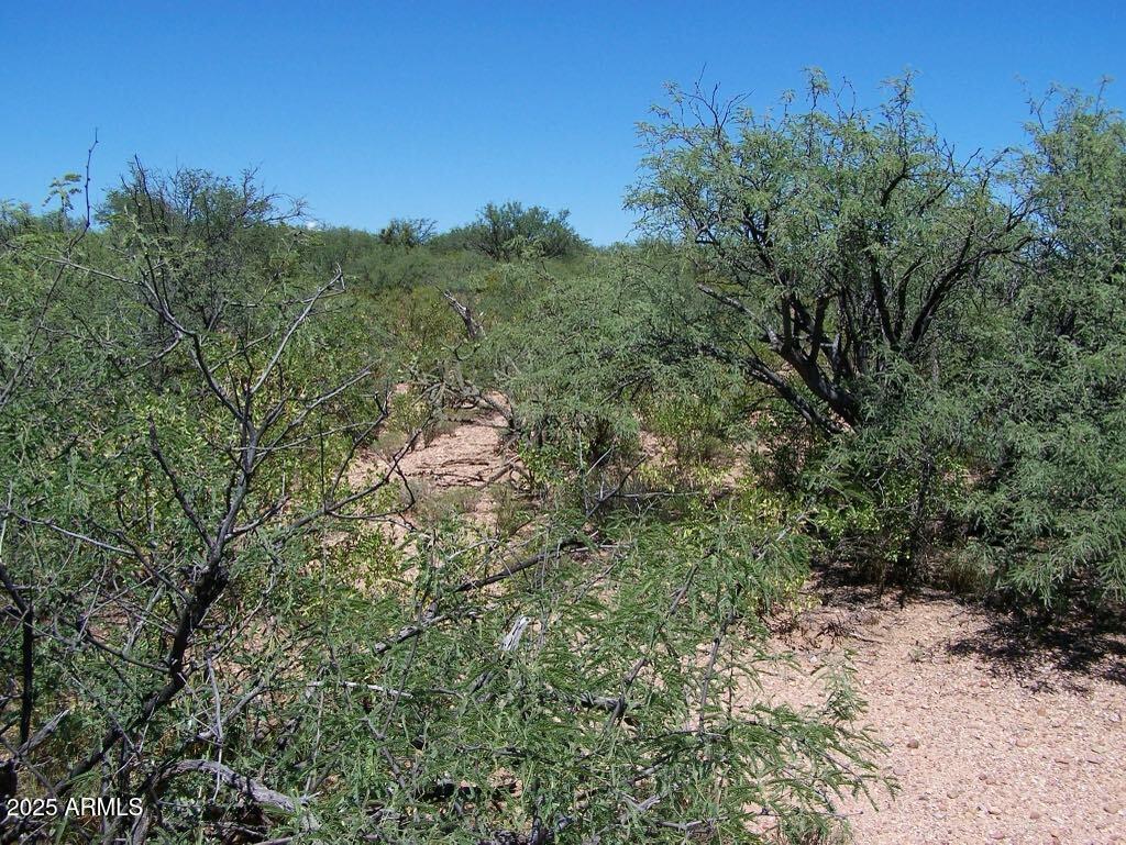 Tbd East Lincoln Road Huachuca City, AZ 85616 - Photo 7 of 17 a view of a forest with a tree in the background