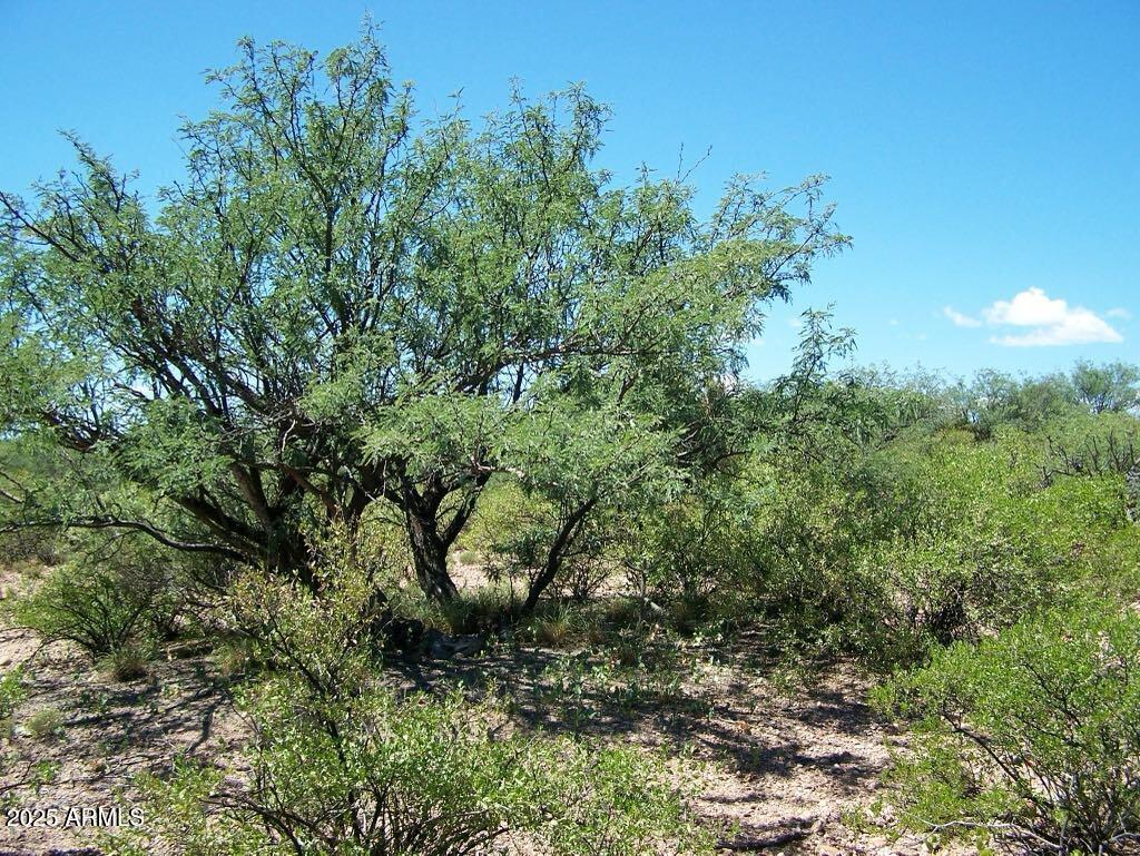 Tbd East Lincoln Road Huachuca City, AZ 85616 - Photo 8 of 17 a view of a forest