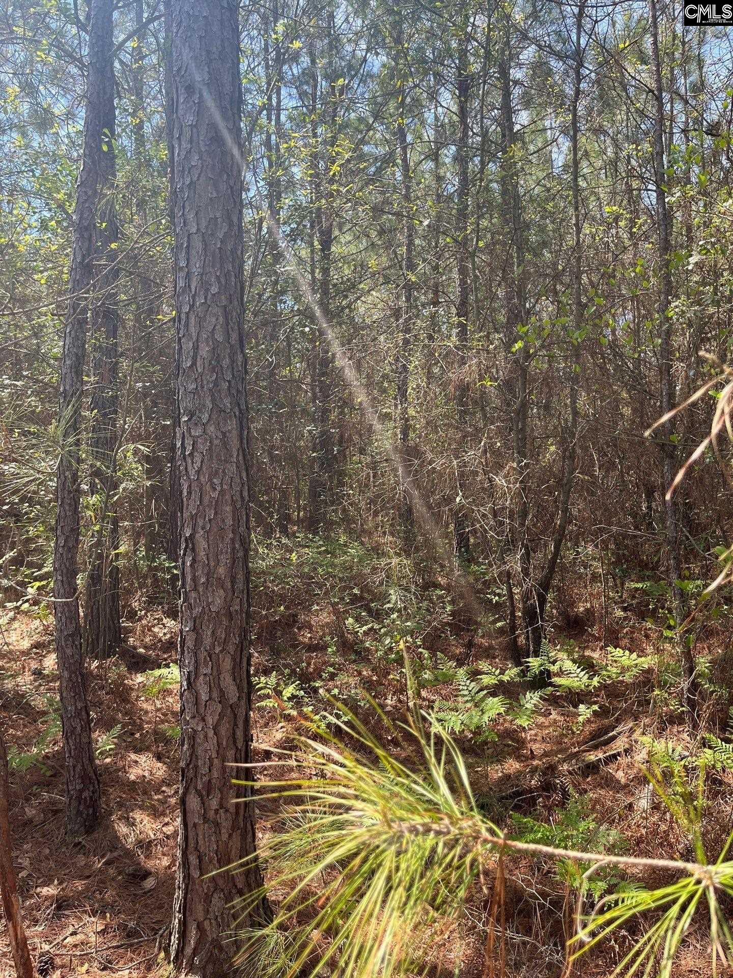 3 Beaver Dam Road Cassatt, SC 29032 - Photo 11 of 11