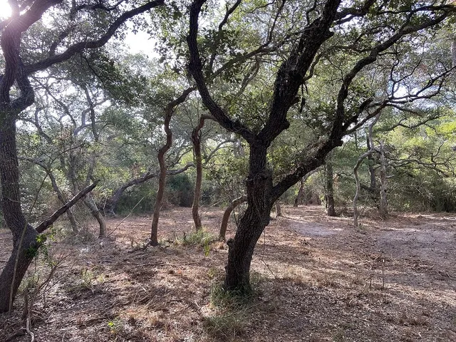 a view of some trees in the forest