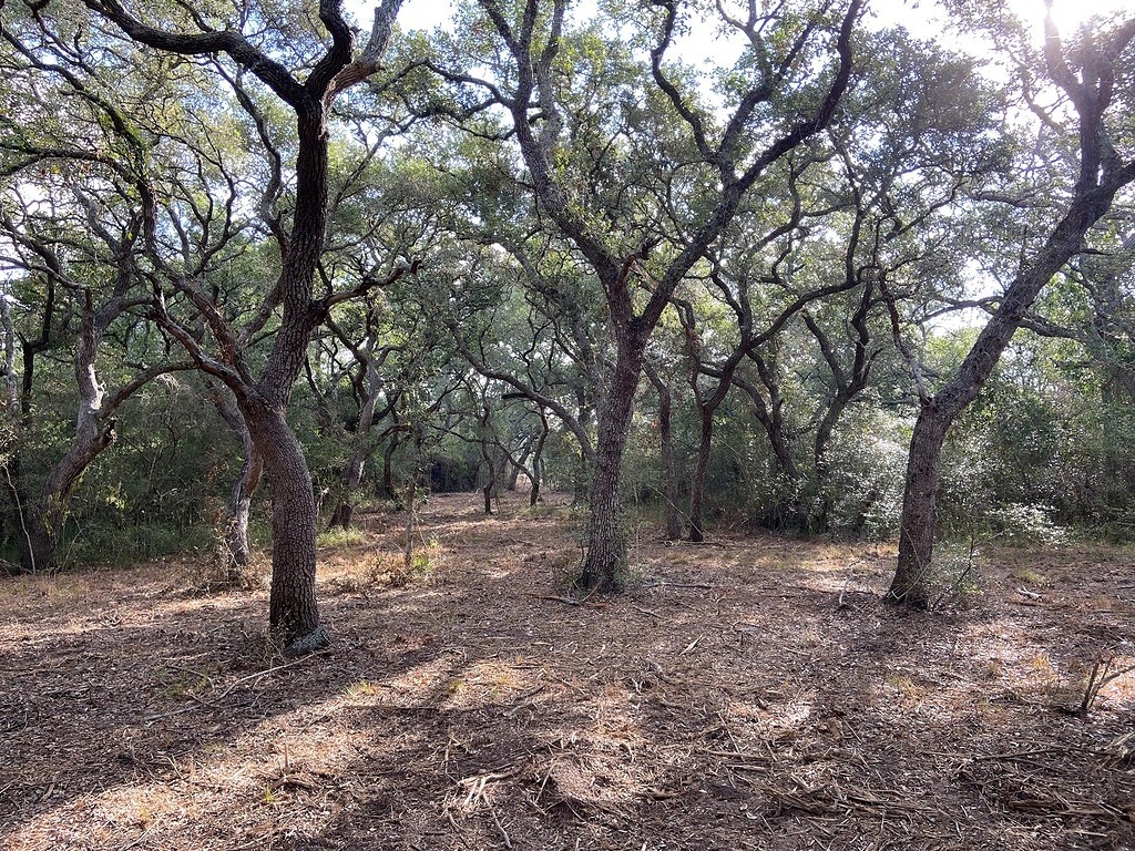 Tbd Loose Cow Road Garwood, TX 77442 - Photo 12 of 15