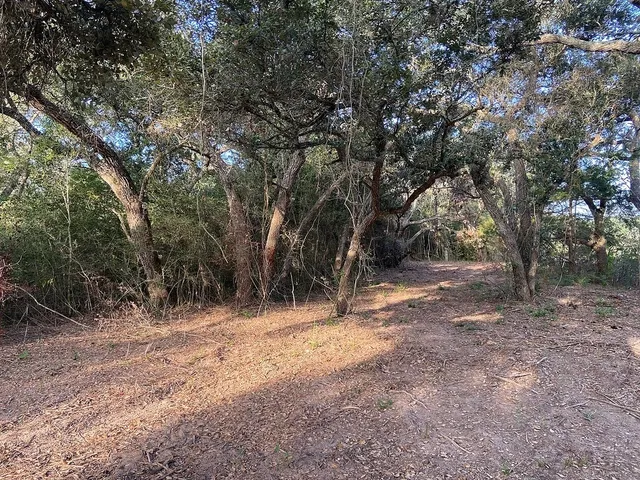 a view of a yard with a tree