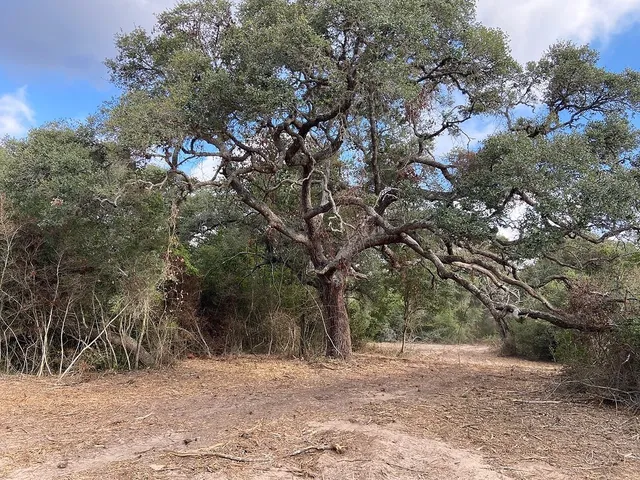a backyard of a house with lots of trees