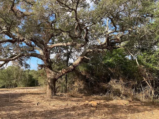 a view of a yard with trees
