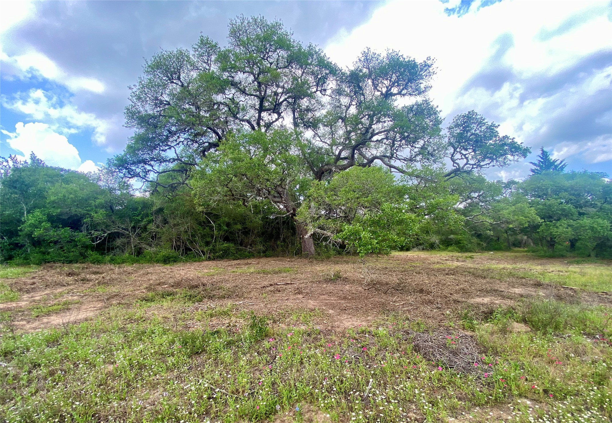 Tbd Loose Cow Road Garwood, TX 77442 - Photo 9 of 15
