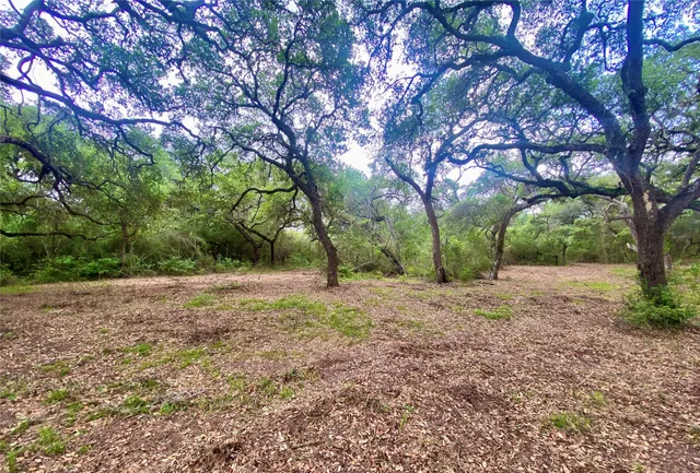 a view of a yard with a tree